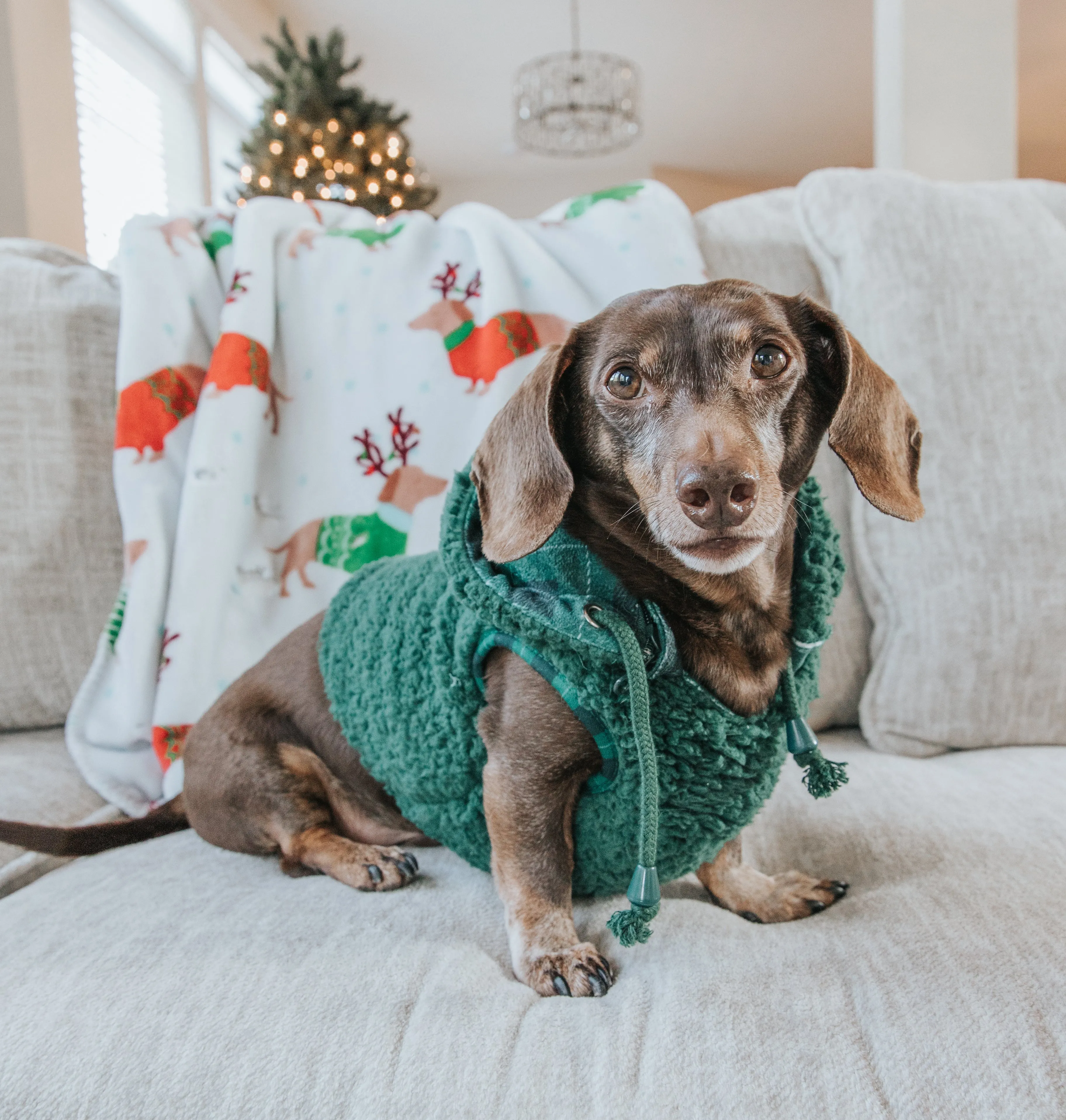 Dog Reversible Sherpa Jacket - Barks of Holly