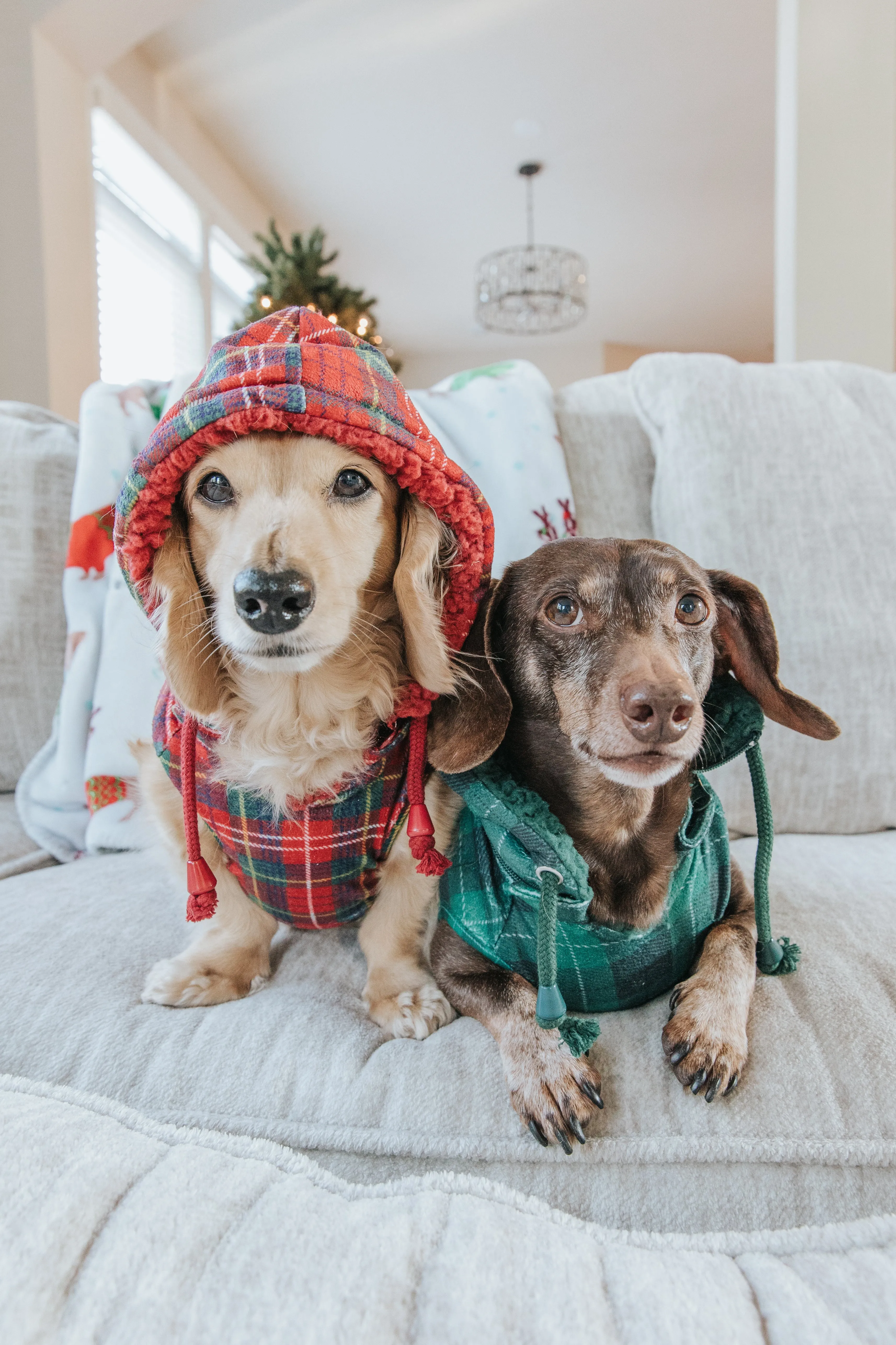 Dog Reversible Sherpa Jacket - Barks of Holly