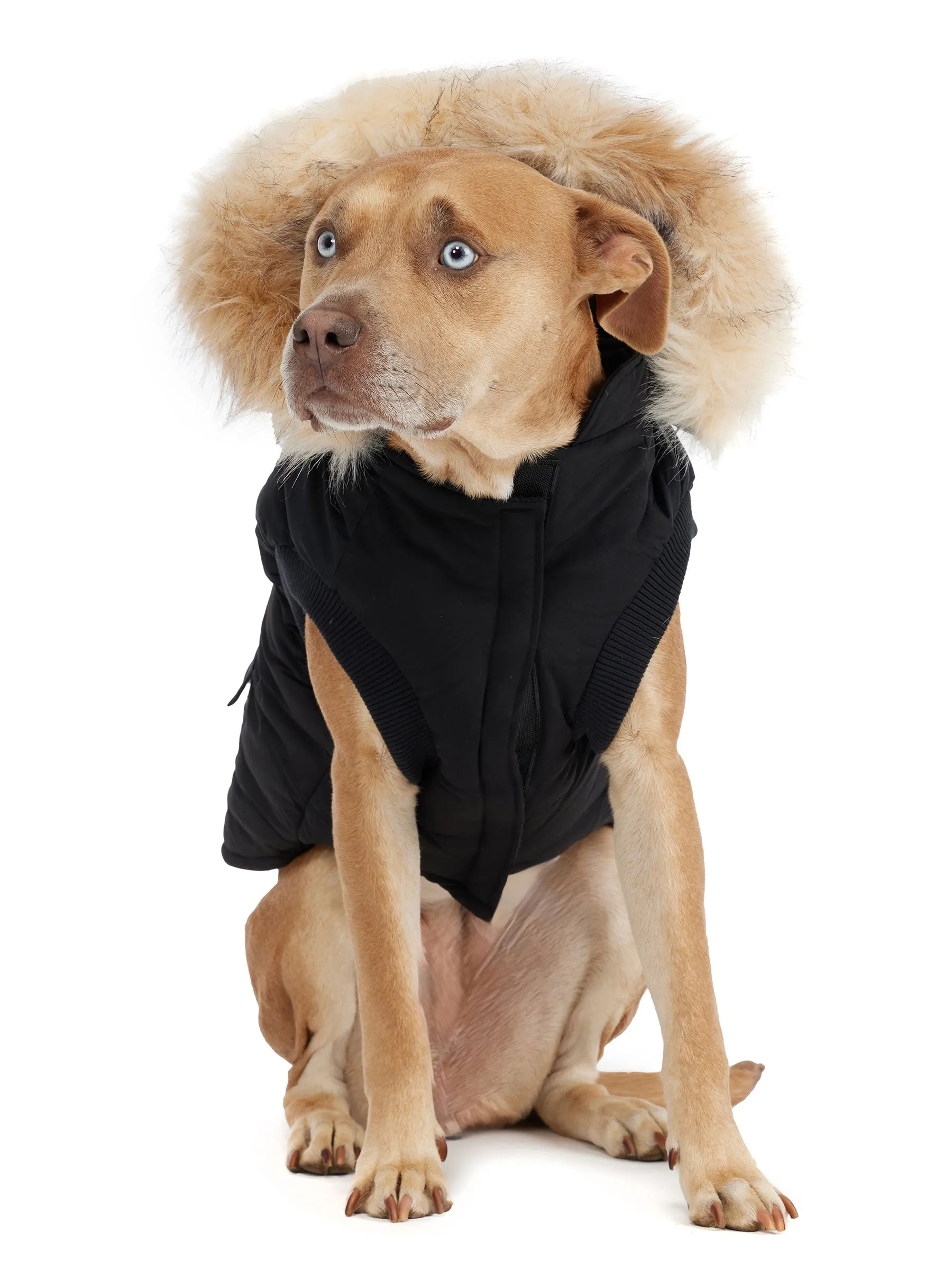 Zeus Jacket for Dogs w/Faux Fur Trim